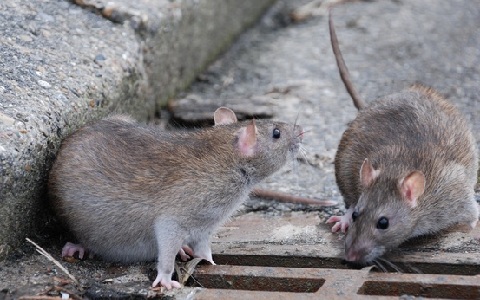 Â¿Puede aumentar el nÃºmero de ratas con la proliferaciÃ³n de terrazas de bares, restaurantes y otros locales de hostelerÃ­a?
